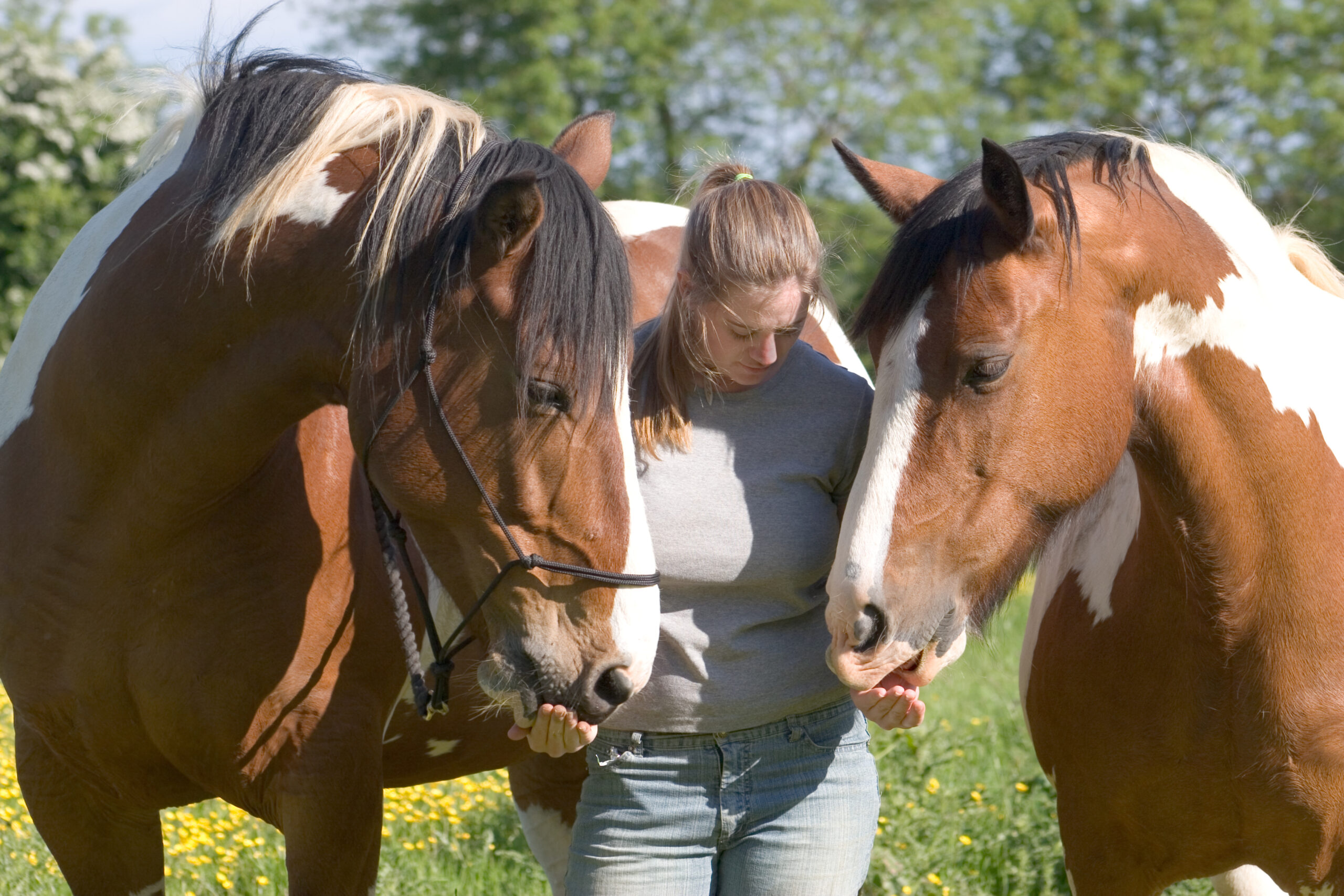 Teen girl with two horses