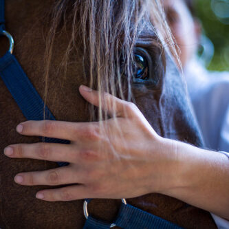 Horse eye and Human hand - gentle photo